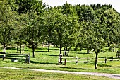 Orchard with fruit trees and wooden fence