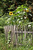 Sunflowers next to wooden fence in cottage garden