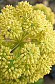 Angelica flower (close-up)