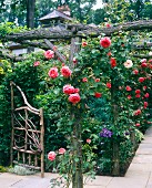 Garten mit blühenden Rosen an Steinplattenweg
