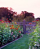Verschiedenfarbige Zinnien im Garten bei Sonnenuntergang