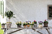 Verschiedene Blumem in unterschiedlich dekorierten Pflanztöpfen