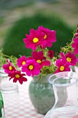 Vase of cosmos on table outdoors