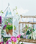 Verschiedene Vintage Glaskästen mit Blumentöpfen auf dem Balkon