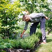 Frau bei Gartenarbeit im Kräuterbeet