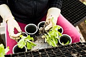 Salatsetzlinge mit Erdballen aus den Kunststoffbehältern nehmen