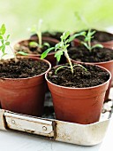 Potted tomato seedlings in old metal baking tray
