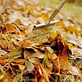 Raking up autumn leaves