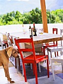 Wine bottles on a table and a dog, South Africa.