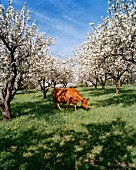 Weidende Kuh unter blühenden Obstbäumen