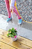 Girl watering plant, high angle view