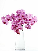 Pink orchids in glass vase