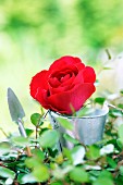 Red rose in metal bucket and garden tool on climber-covered surface