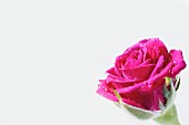 Aufgeblühte rosa Rosenblüte