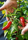 Hände präsentieren Chilischoten an der Pflanze