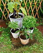 Plants in pots in a garden