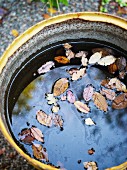 Autumnal leaves floating on water in tub