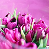 Tulpenstrauss in leuchtendem Violett