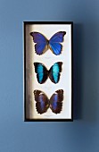 Mounted butterflies in shimmering shades of blue in wall-mounted display case on blue grey wall