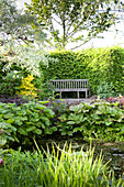 Weathered garden bench against sunny hedge in lush, idyllic garden with pond