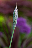 Single allium flower bud on stalk