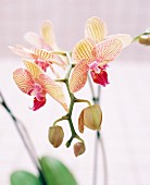 Zweifarbige Orchideen