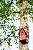 Red nesting box on birch trunk