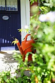 Orange watering can next to climbing plant