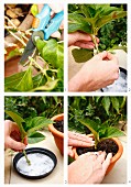 Propagating plants by taking cuttings