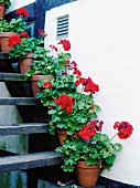 Red geraniums in terracotta pots decorating steps leading up outer wall of house