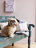 Dog sitting on blue bench in pale interior