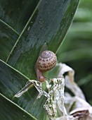 Snail on plant
