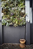 Vertical planting on house wall painted dark grey above small rustic stool on floor