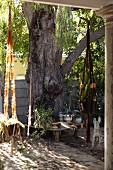 Einfache Holzbank mit darauf stehenden Topfpflanzen im Schatten eines knorrigen Baumes