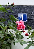Pink rose in front of house number plate on wall