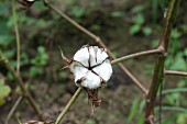 Cotton fields - close up on one cotton plant.