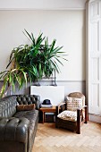 Bamboo plant in corner of lounge with vintage leather sofa and armchair in traditional setting