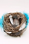 Blackbird s nest with Guinea fowl feathers and blue feathers wrapped around it