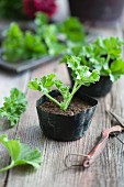 Pelargonium cuttings in small seedling pots