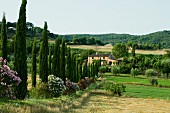 Avenue of cypresses and flowering oleander leading to country house in Tuscan landscape