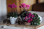 Pink cyclamen in decorated birch bark pots amongst pine cones on wooden surface