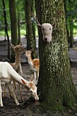 Crocheted deer head with twig antlers on tree and deer in woodland