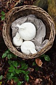 Wicker basket with white, crocheted apples on woodland floor