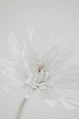White Chrysanthemum Flower, Close-Up