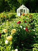 Small greenhouse in flowering garden