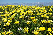 Meadow of yellow wildflowers