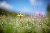Yellow wildflower in meadow