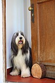 Schwere Baumscheibe mit Messing Tragering als rustikaler Türstopper; Hund im Türspalt