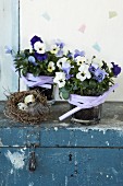 Violas in glass pots with lilac ribbons and bird's nest on vintage wooden trunk