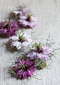 Nigella flowers in various colours on rustic pale fabric
